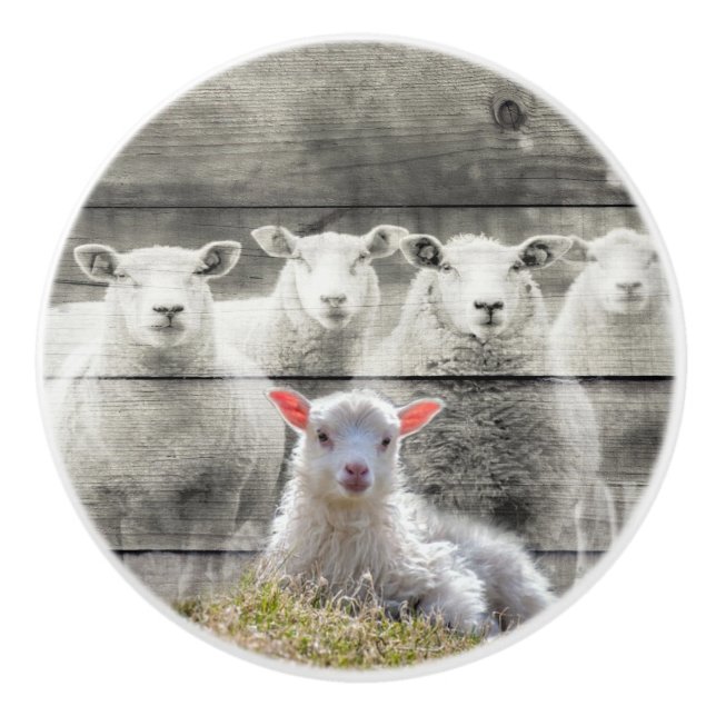 Pomo De Cerámica Oveja Bloqueo Bebé Cordero (Anverso)