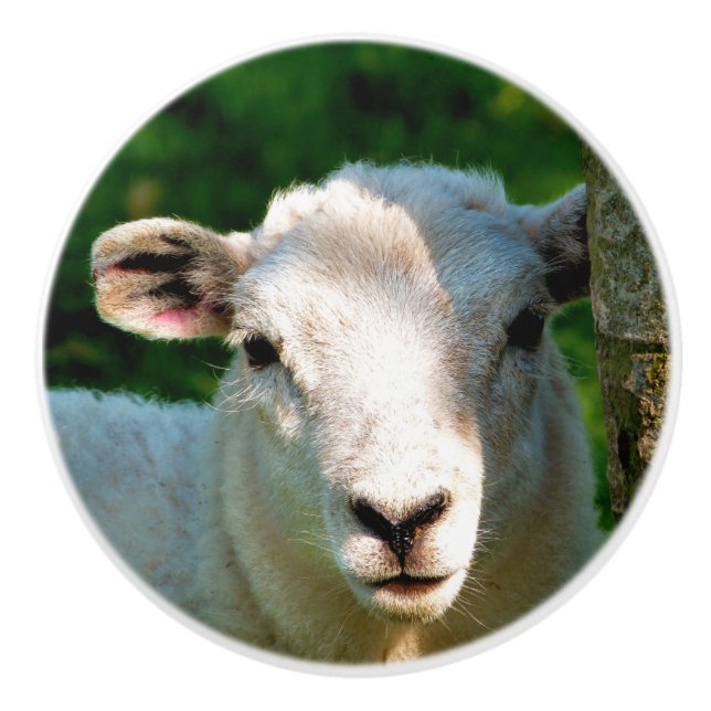 POMO DE CERÁMICA OVEJAS CORTAS (Anverso)