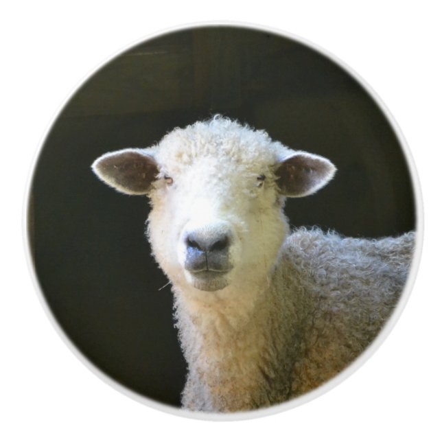 Pomo De Cerámica Ovejas de campo (Anverso)