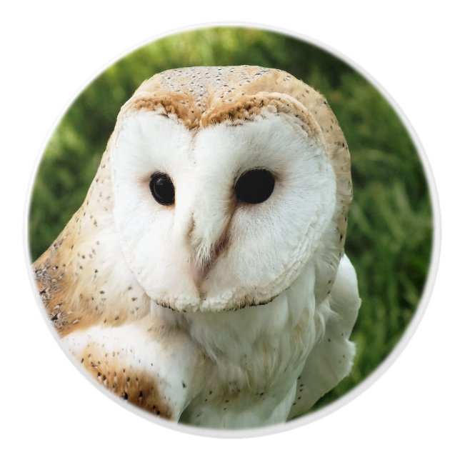 POMO DE CERÁMICA OWLS (Anverso)