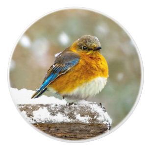Pomo De Cerámica Pájaro azul oriental en nieve - Fotografía origina