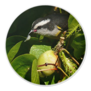 Pomo De Cerámica Pájaro Mielero Comiendo Fotografía Tropical