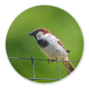 Pomo De Cerámica Palillo de cerámica para aves