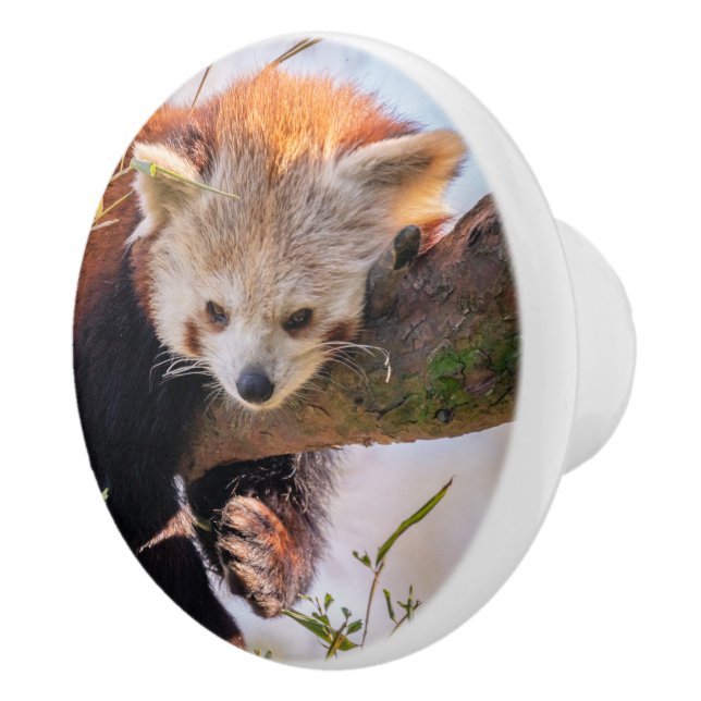 Pomo De Cerámica Panda rojiza perezosa (Derecha)