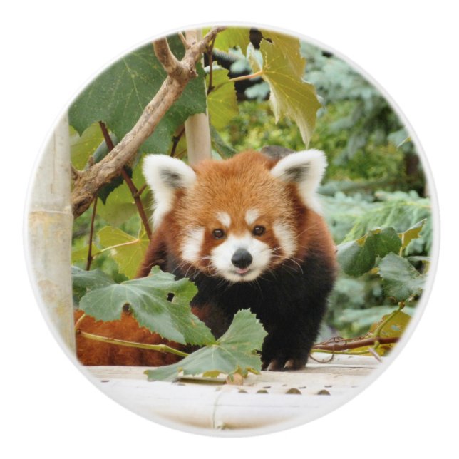Pomo De Cerámica Panda Rojo (Anverso)