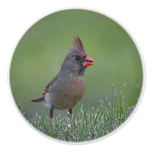 Pomo de cerámica para cardenales mujeres