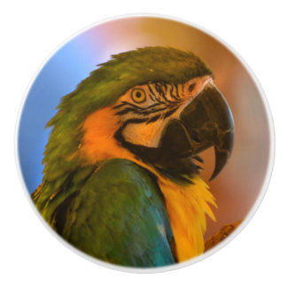 Pomo De Cerámica Parrot Ceramic Knob