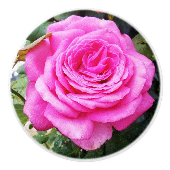 Pomo De Cerámica Pasión Rosa Rosa, (Anverso)