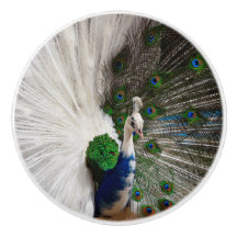 Pavo real azul blanco