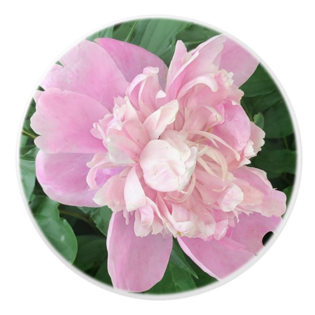 Pomo De Cerámica Peony Knob (Anverso)