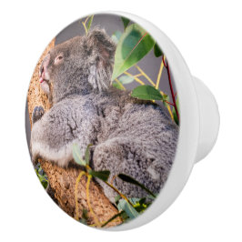 Pomo De Cerámica Pequeña koala dulce