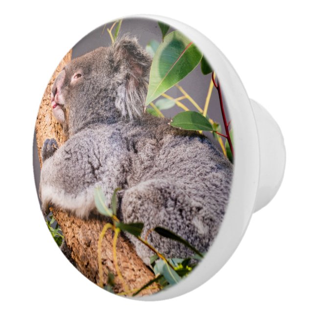 Pomo De Cerámica Pequeña koala dulce (Derecha)