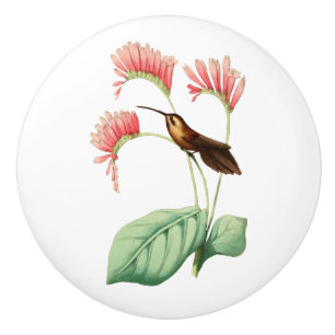 Pomo De Cerámica Pequeño colibrí del ermitaño