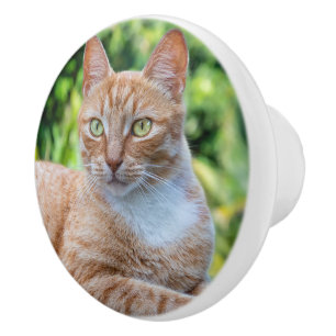Pomo De Cerámica Pequeño gatito dulce