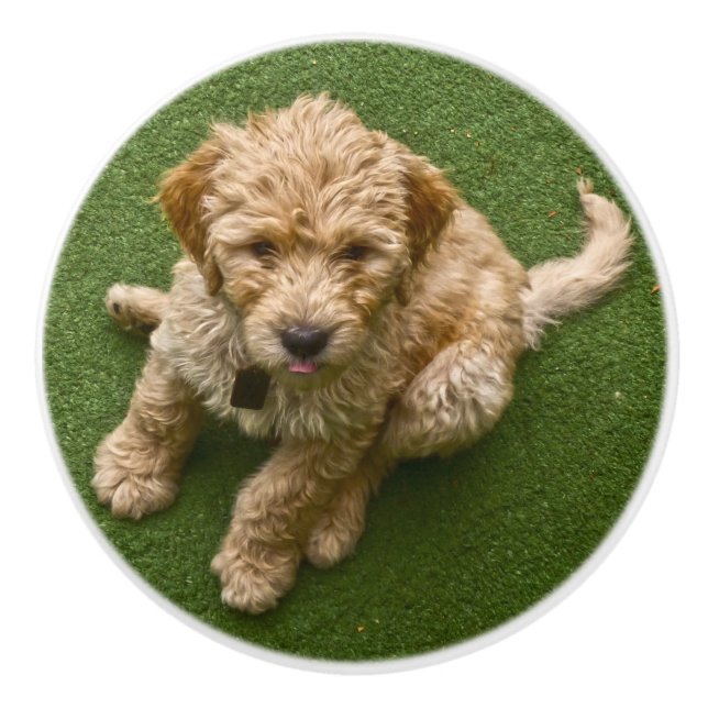 Pomo De Cerámica Perrito adorable (Anverso)