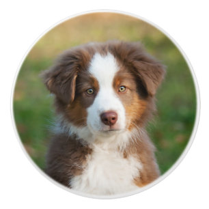Pomo De Cerámica Perrito australiano lindo del pastor, retrato