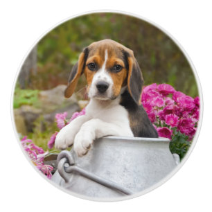 Pomo De Cerámica Perrito lindo del perro del beagle en una