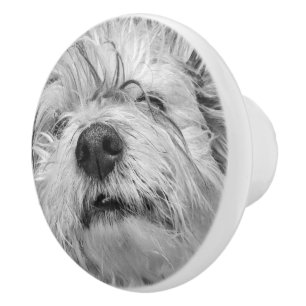 Pomo De Cerámica Perro Coton de Tulear