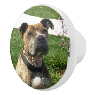 Pomo De Cerámica Perro de Pitbull