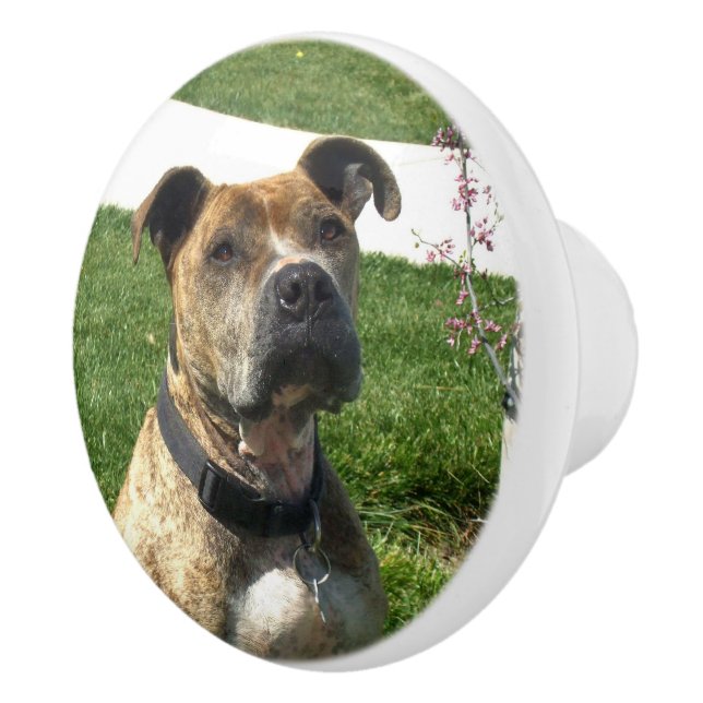 Pomo De Cerámica Perro de Pitbull (Derecha)