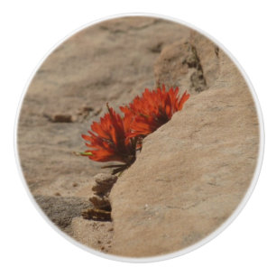 Pomo De Cerámica Pincel indio en rocas en Zion