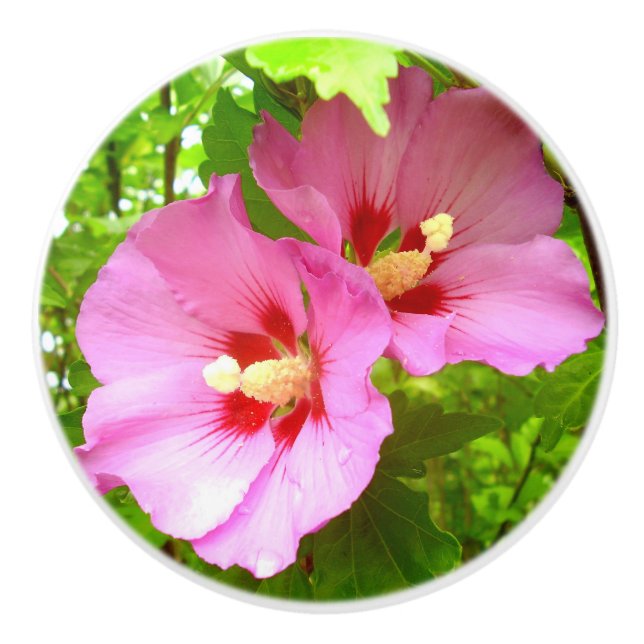 Pomo De Cerámica Pink Hibiscus Ceramic Knob (Anverso)