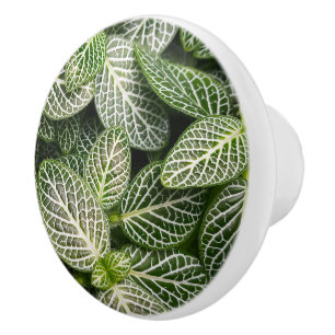 Pomo De Cerámica Planta de Mosaicos Fittonia con hojas variadas
