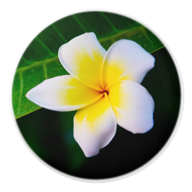 Pomo De Cerámica Plumeria (Anverso)