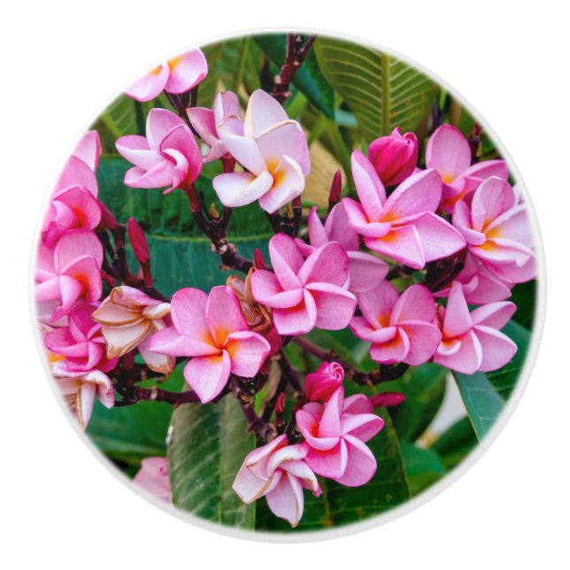 Pomo De Cerámica Plumeria rosa (Anverso)