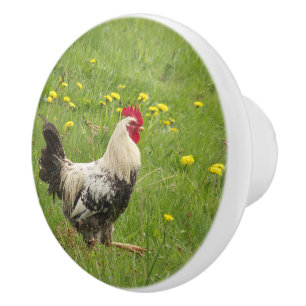 Pomo De Cerámica pollo, gallo, animal, ave, granja, agricultura,