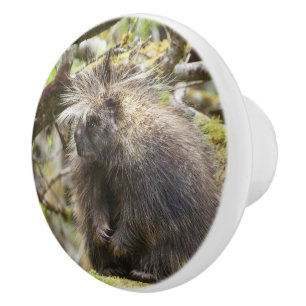 Pomo De Cerámica Porcupina determinada