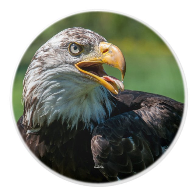 Pomo De Cerámica punado de puerta foto de águila (Anverso)