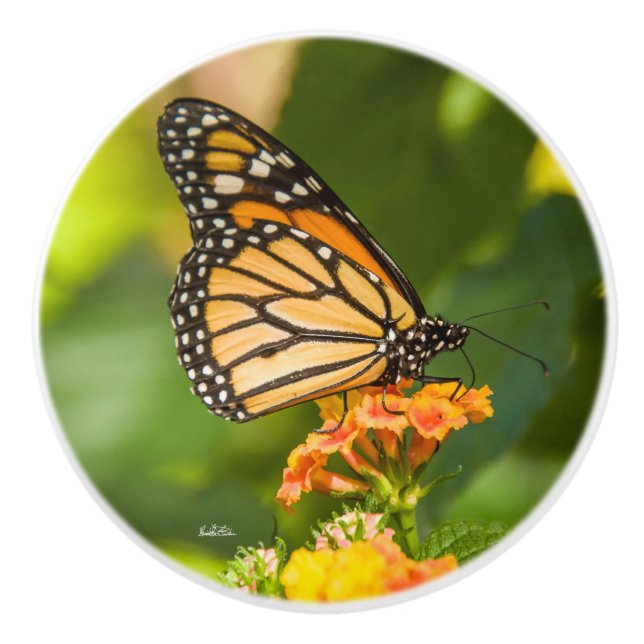 Pomo De Cerámica Punado de puerta foto de una mariposa (Anverso)