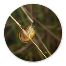 Pomo De Cerámica punado de puerta, foto insecto en cáscara