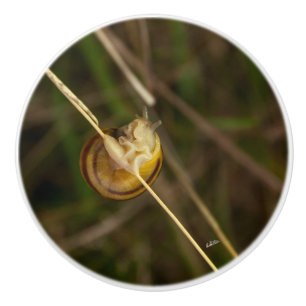 Pomo De Cerámica punado de puerta, foto insecto en cáscara