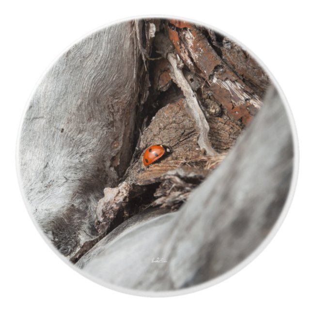 Pomo De Cerámica punado de puerta, fotografía de una mariquita (Anverso)