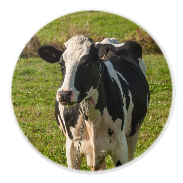 Pomo De Cerámica Punado de puerta, fotografía de vaca (Anverso)