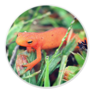 Pomo De Cerámica Red Eft Naranja Salamander Naturaleza 1