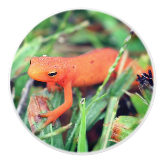 Pomo De Cerámica Red Eft Naranja Salamander Naturaleza 1 (Anverso)
