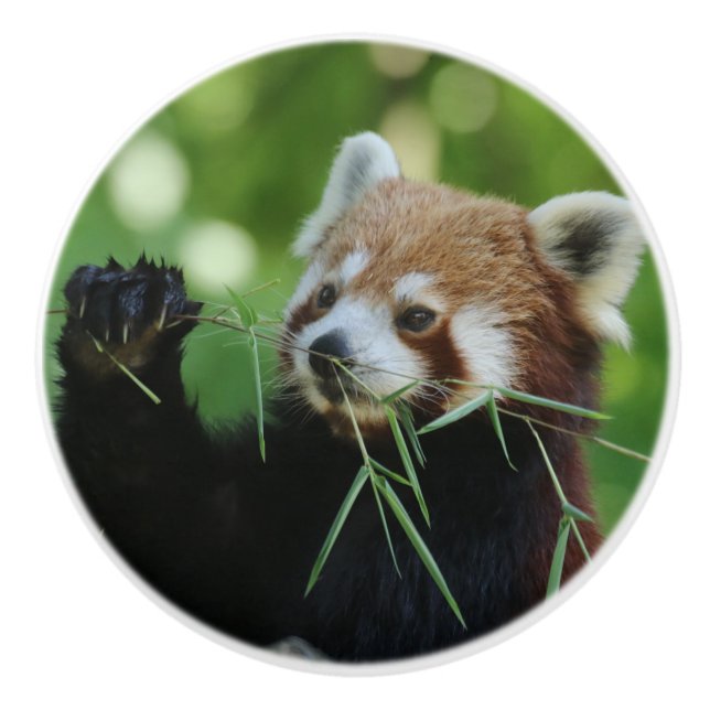 Pomo De Cerámica RedPanda 002 (Anverso)