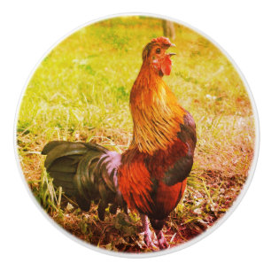 Pomo De Cerámica Resumen de animales de la granja de gallos de gall