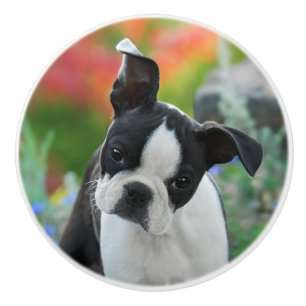 Pomo De Cerámica Retrato de cachorro de perro adorador de Boston, d
