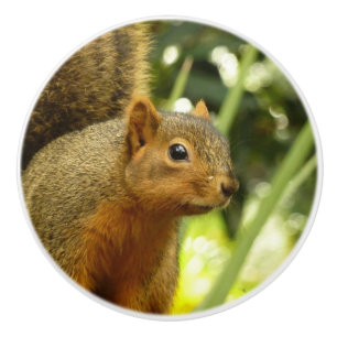 Pomo De Cerámica Retrato de una ardilla Fotografía de animales de l