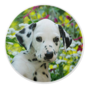 Pomo De Cerámica Retrato lindo del perrito del perro dálmata lindo
