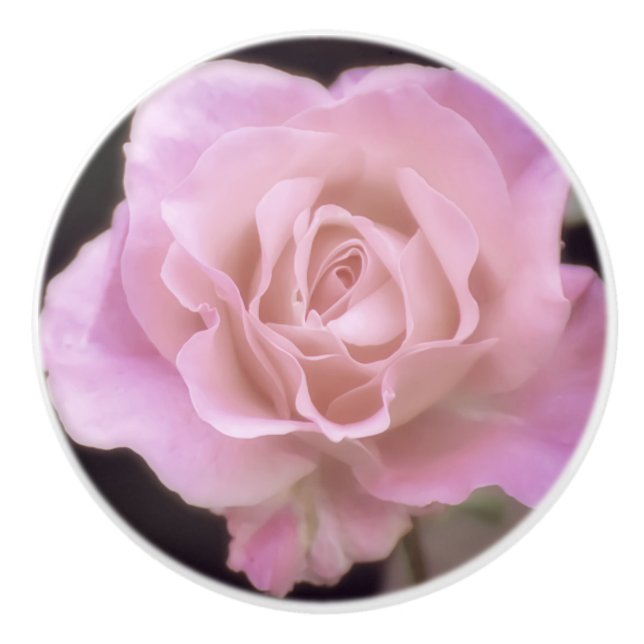 Pomo De Cerámica Rosa rosa magnífico (Anverso)