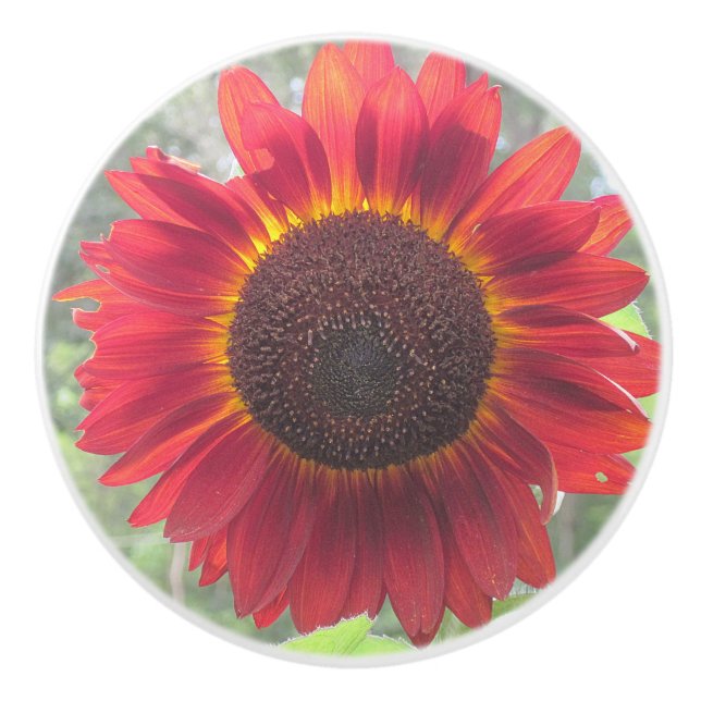 Pomo De Cerámica Rusty Sunflower Ceramic Knob (Anverso)