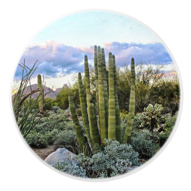 Pomo De Cerámica Scottsdale Succulent Sunset (Anverso)