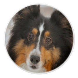Pomo De Cerámica Sheltie
