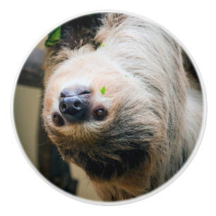 Pomo De Cerámica Sloth 001
