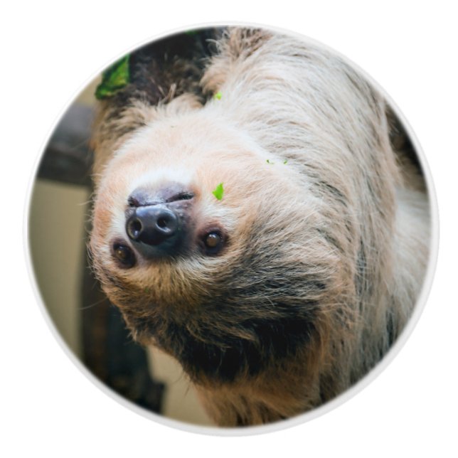 Pomo De Cerámica Sloth 001 (Anverso)